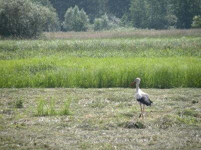 Powiększ zdjęcie: Obszar Natura 2000 Dolny Wieprz (3)
